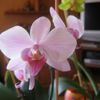 Ma collection d'orchidées