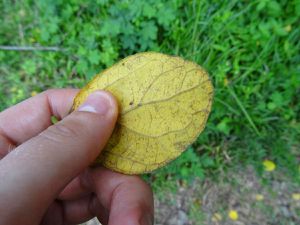 En haut, le pont permettant de surplomber la mangrove et de la visiter sans avoir les pieds dans la vase (ou dans l'eau selon la marée). Au milieu à gauche, les fameuses racines et, à droite, une feuille "papier de verre", les femmes locales s'en servent comme lime à ongles! En bas, les crabes vivant dans les profondeurs de la mangrove.