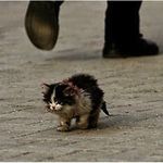 On disait à tout le monde de ne pas toucher ce petit chat, mais cet homme l’a fait .