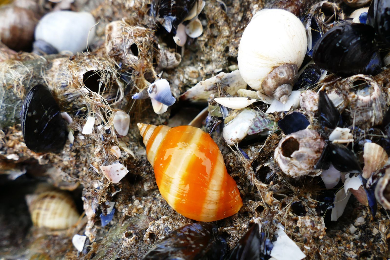 Nucella lapillus, plage du Poul, presqu'île de Crozon. Photographie lavieb-reve février 2023.