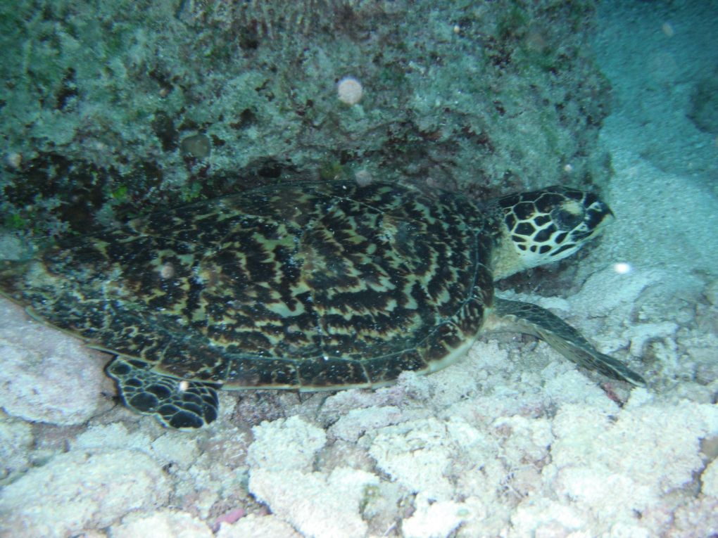 Decouverte du royaume des Tonga et de son ato.l sauvage au milieu du Pacifique, Minerva Reef