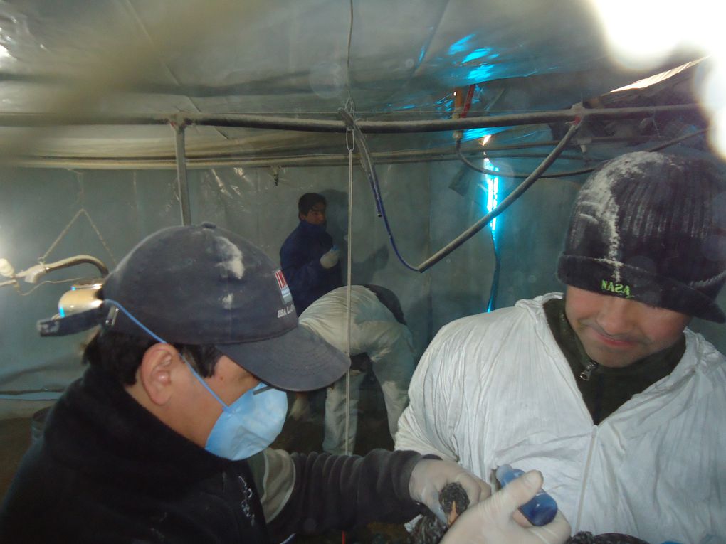 DIA DE VACUNACION CON PLANTEL DE AVES EN EL CENTRO DE MULTIPLICACION EN EL INTA EEA LAS BREÑAS. A CARGO DE LA VACUNACION DEL DIA FUE EL VETERINARIO FACUNDO MACIAS CON LOS AUXILIARES,  ORLANDO ZLATANOFF, DIEGO FRANTA Y  JOSE LUIS MALDONADO. La vacuna