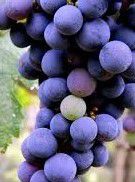 #Montepulciano Producers New Hampshire Vineyards