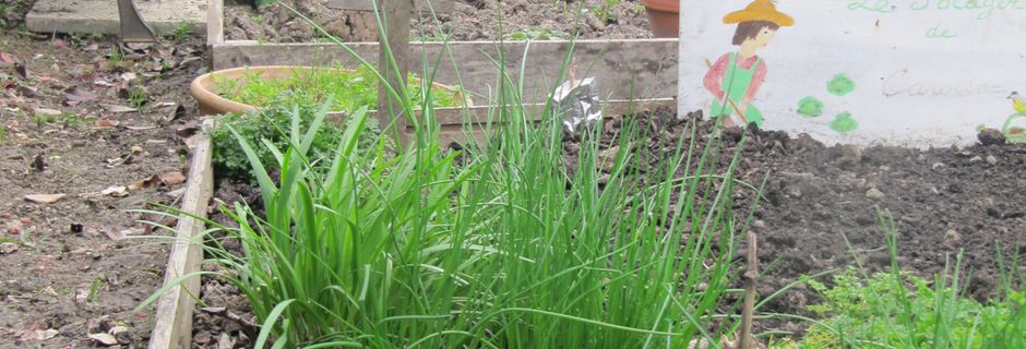 JE VOUS INVITE A FAIRE UN PETIT TOUR DANS MON POTAGER...