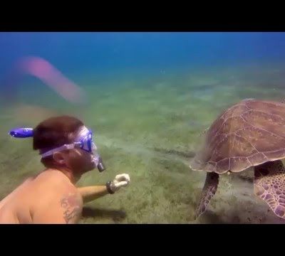 GUADELOUPE, MAGNIFIQUE BAIGNADE AVEC LES TORTUES