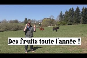 Forêt-comestible : Des récoltes toute l'année !