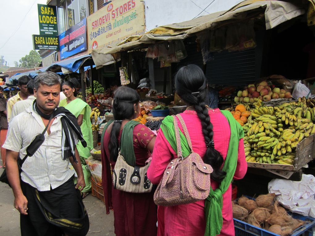 Album - INDE-Munnar