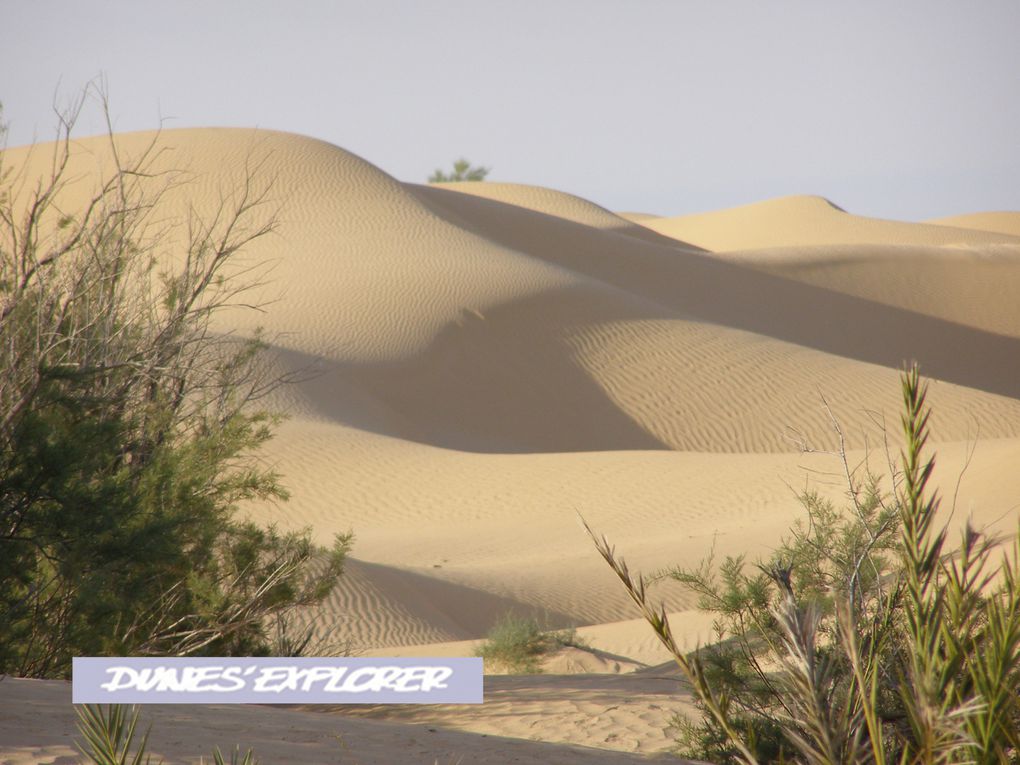Découvrez les dunes du matin jusqu'aù soir, et surtout les merveilleux couchers de soleil offerts par le Sahara Tunisien!!