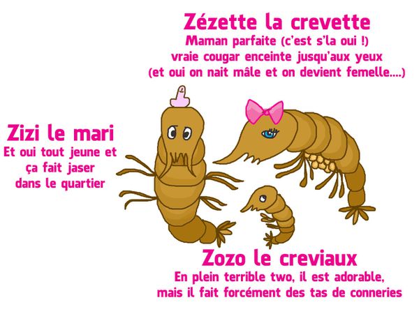 La vie secrète des crevettes :)