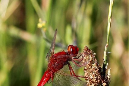 Sympetrum Sanguineum