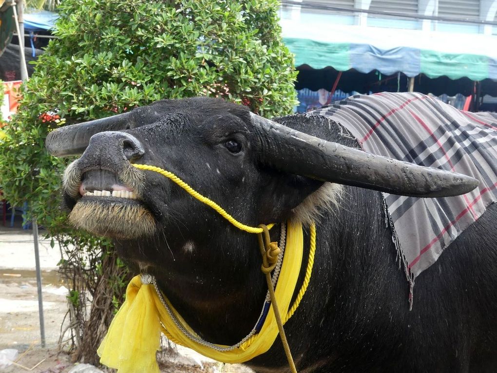 Chonburi Buffalo Racing 2022