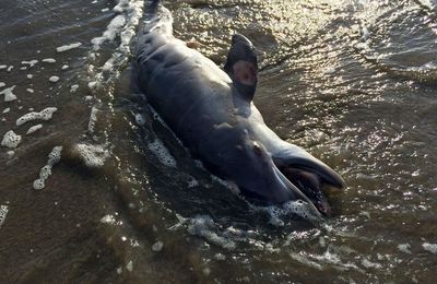 Les dauphins ne sont surement pas les seuls à subir les contrecoups de la marée noire du Golf du Mexique.