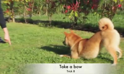 DOG TRICKS APPRENDRE TOURS CHIEN shiba inu akita inu kaï ken kishu ken shikoku inu hokkaido ken chiens chiots amusant funny