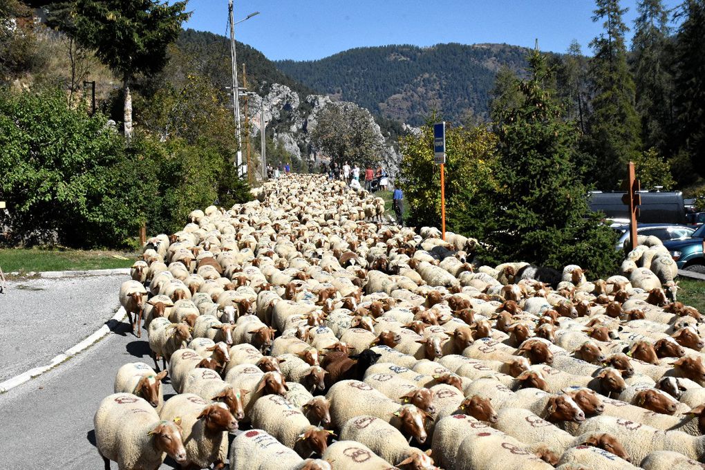 TRANSHUMANCE DANS LES ALPES MARITIMES (2)