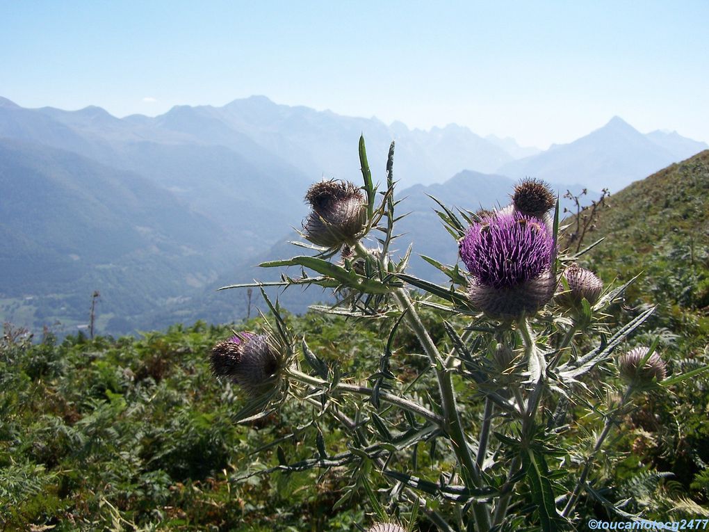 Fleurs, fruits et arbres, buissons, champignons et et autres végétaux tous pays ...