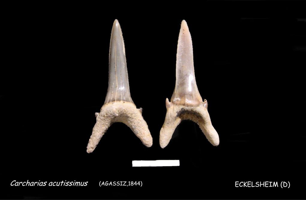 Cette sablière datée de l’Oligocène (Rupélien) a livré des restes de poissons, requins, os et dents de lamantins, os d’oiseaux. Dans certains nodules de Baryte, il est aussi possible de découvrir des fossiles.