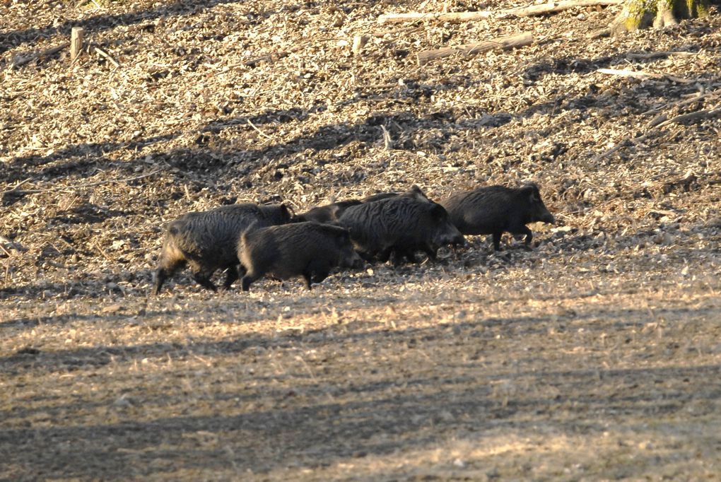 femmina, Riserva Naturale Acquerino-Cantagallo