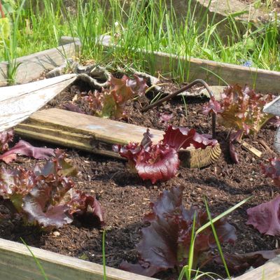 Défi chez Khanel ...