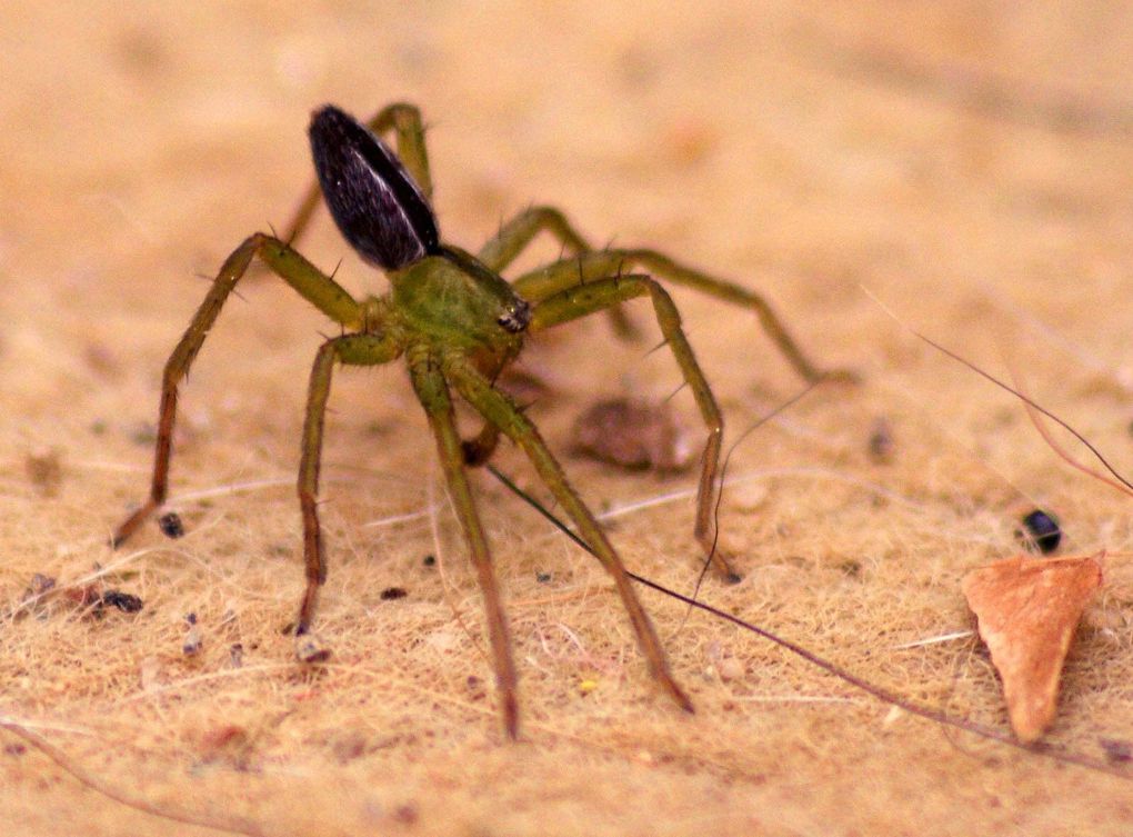 Photos d'insectes et d'araignées généralement en macro