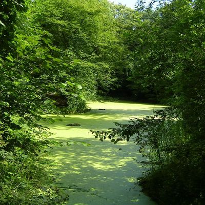 Suicide par pendaison d’un gardien du parc de la Poudrerie de Sevran