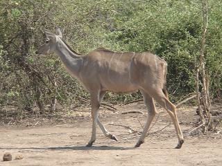 Zimbabwe - Botswana - Swaziland - Afrique du Sud