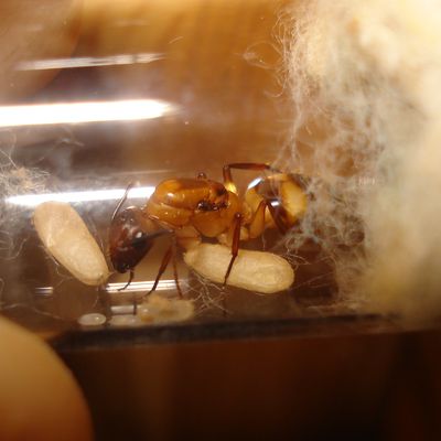 Camponotus cf festinatus