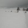 Chiens de traineaux et blizzard dans le Vercors