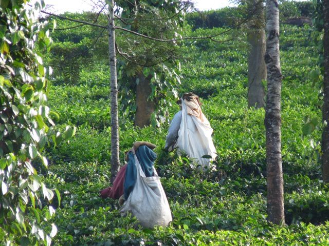 Album - INDE (Kerala 2)