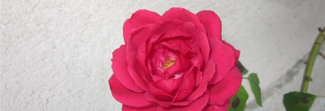 dernières roses