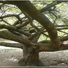 le jardin des plantes au printemps