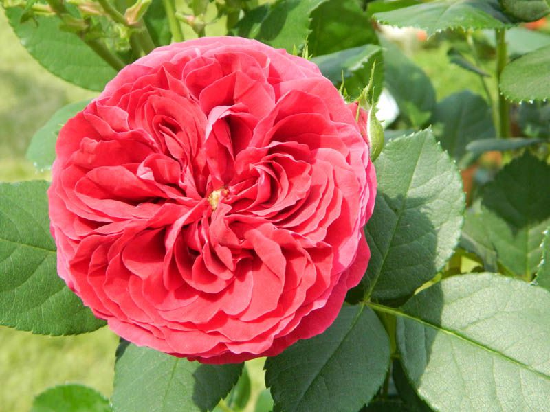Trois jours dédiées aux Roses dans le fabuleux parc du chateau d'Ermenonvile et de l'abbaye de Chaalis.