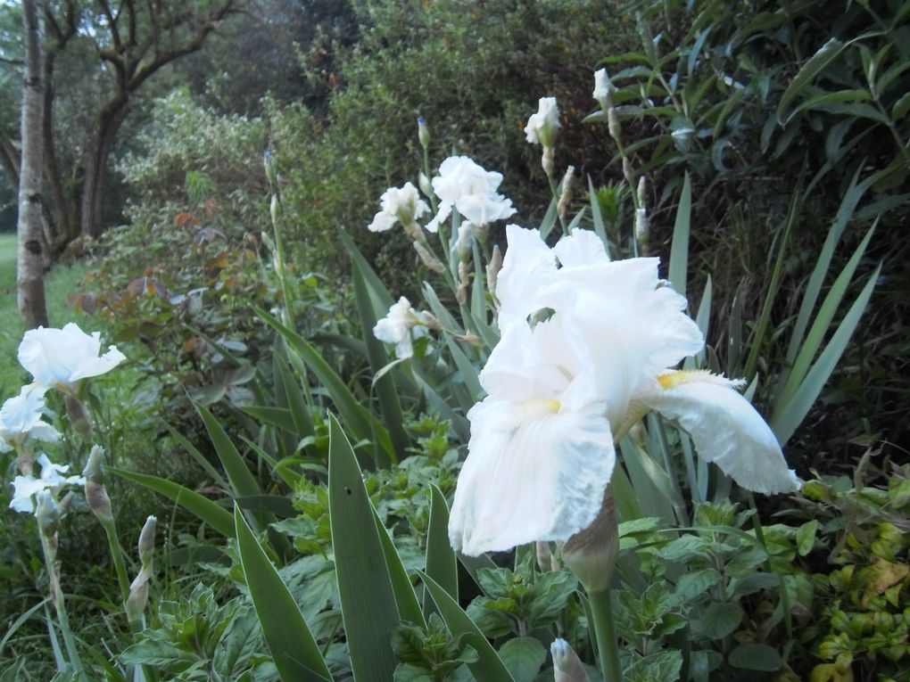 Iris germanica - mai