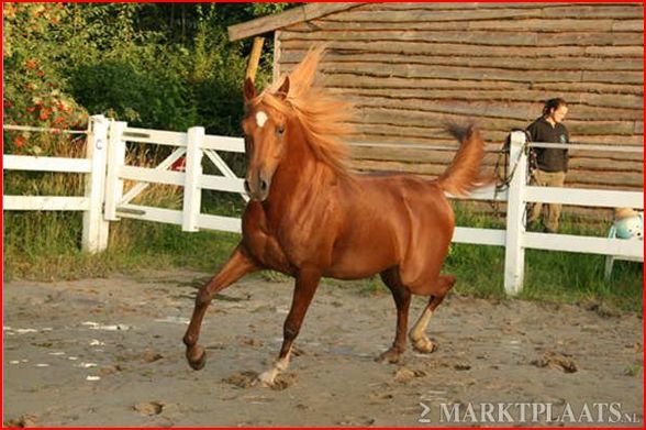 Album - poulains d'Europe's Padron - Europe's Padron foals 