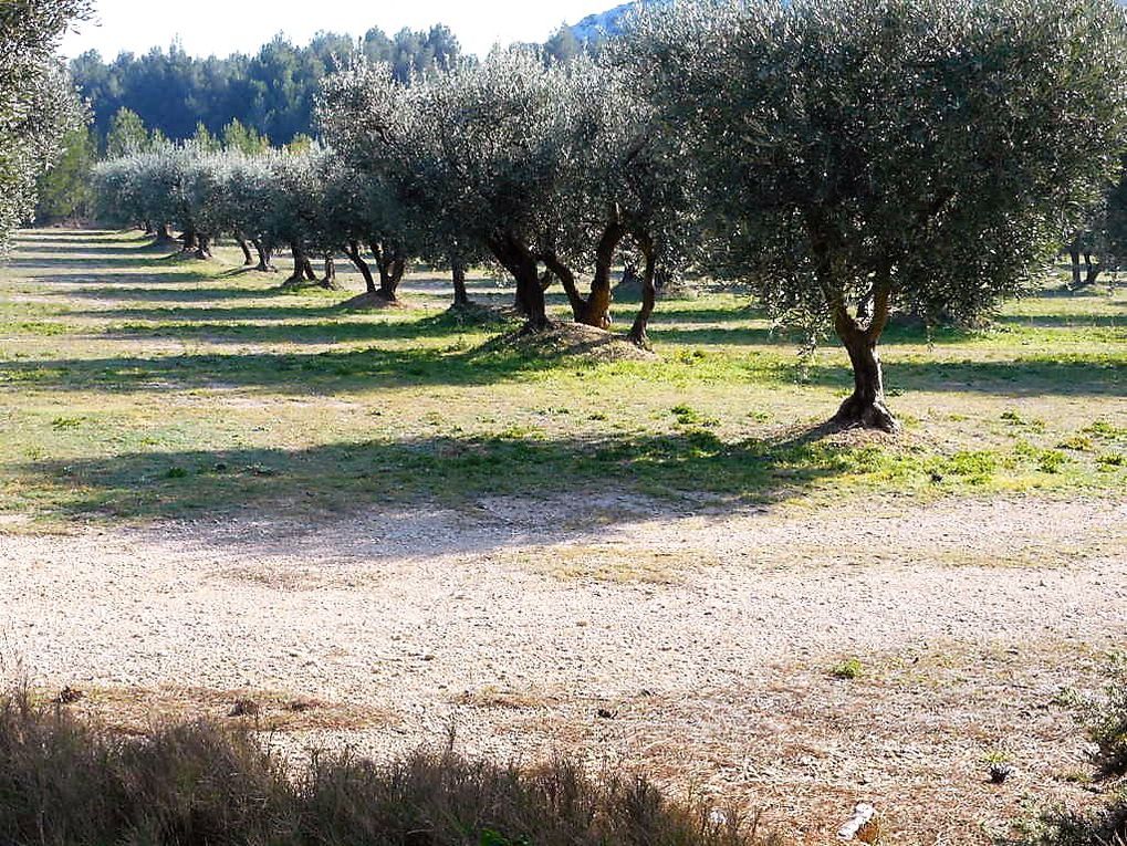 Rando du 25/02/2019 Mouriès au coeur d'une oliveraie