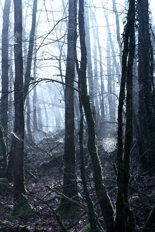 Huelgoat, images d'une  forêt mythique...