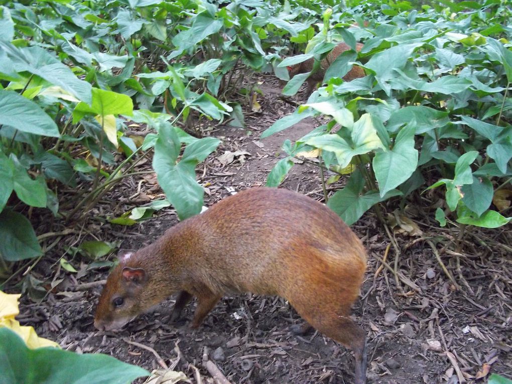 Mon premier weekend en dehors d'Itajubá : Rio de Janeiro qui malgré le mauvais temps reste toujours aussi belle.
Remerciement à Antoine qui devient un carioca de verdade