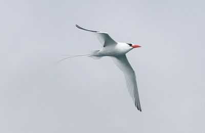 Galápagos - Île San Cristóbal : Punta Pitt et Île de Daphne Mayor