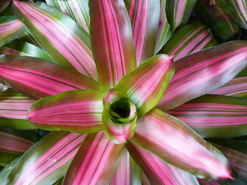 D'autres plantes de la même famille avec des couleurs différentes.