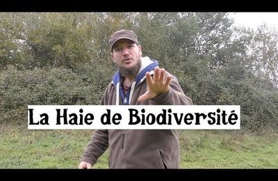 La Haie mellifère, fourragère, comestible, protectrice et riche en biodiversité