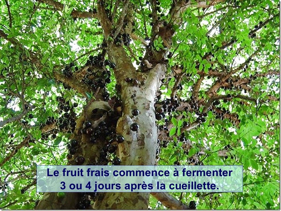 Divers - Connais-tu le Jaboticaba