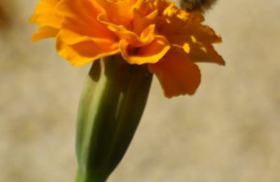 L'abeille - Photom@rie