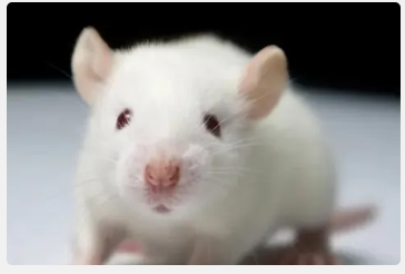 L'étude mondiale sur le glyphosate?: une nouvelle parodie scientifique de Ramazzini