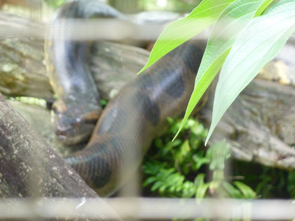 Album - ZOO-de-CAYENNE