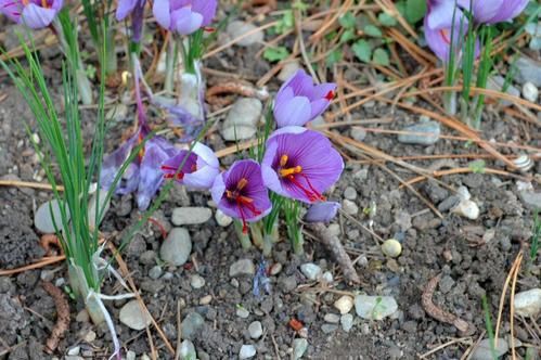 Album - jardin botanique