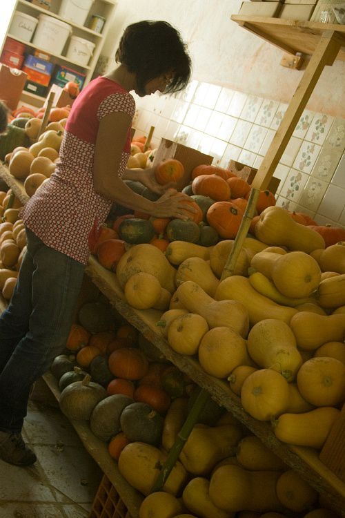 La récolte des courges