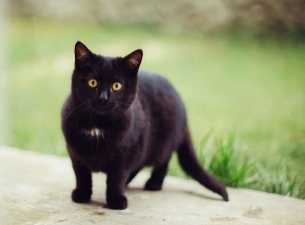 Halloween : pourquoi le chat noir a-t-il si mauvaise réputation