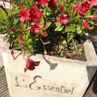 Resto " l'essentiel " Chantilly