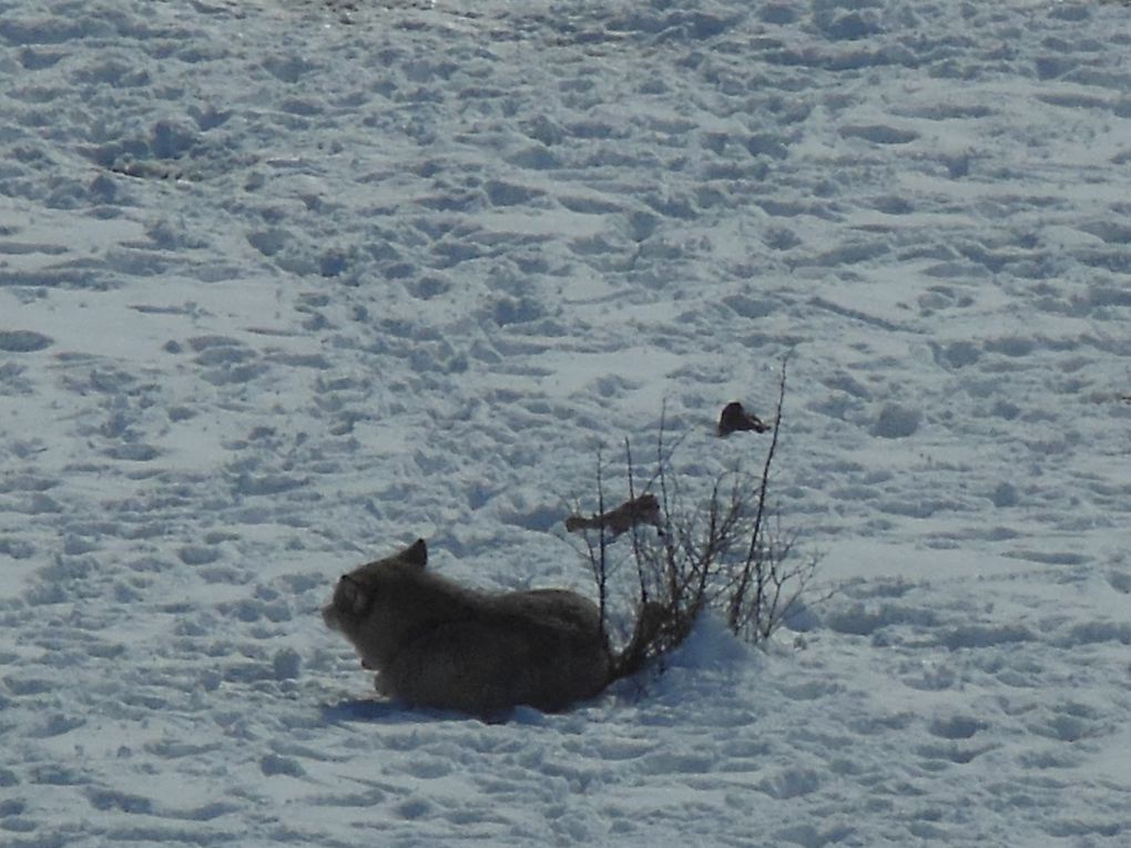 Une de mes plus belles rencontres avec un passionné de loup et les loups du parc du Gévaudan A voir aussi Superbe 
http://sylvain.loup.org/album/