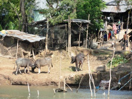 Album - Delta du Mékong ( Chau Doc)