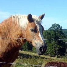 Cheval et lamas